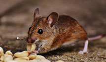 historical-building-pest-preservation-and-protection Experts in Menahga